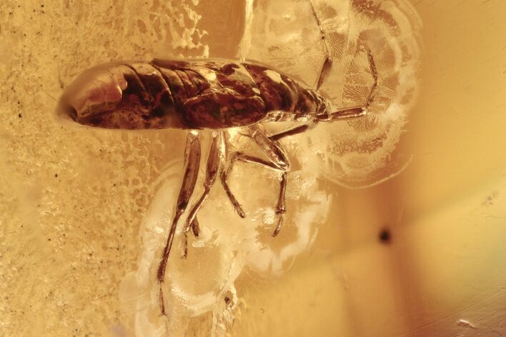 Fossil True Bug (Heteroptera) In Baltic Amber #275459